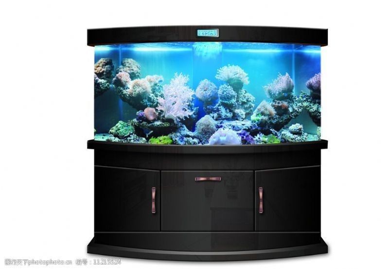 白色魚缸和黑色魚缸的區別：白色魚缸和黑色魚缸各有其獨特的魅力和適合在缸底中飼養
