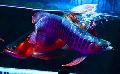 紅龍魚缸燈最佳擺放：紅龍魚燈光色溫選擇指南