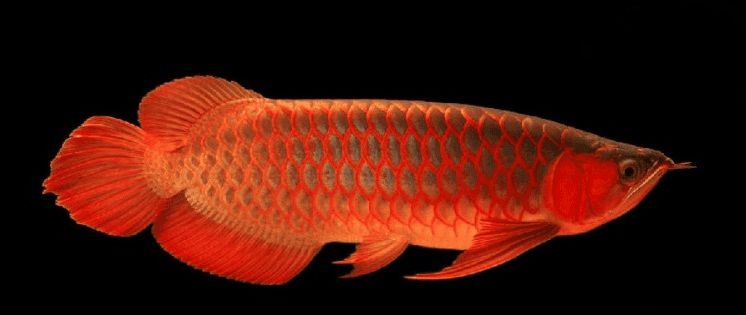 什么紅龍魚好：如何鑒別紅龍魚