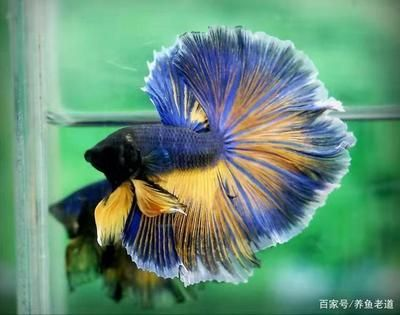 大礦泉水瓶子做魚缸：大礦泉水瓶子可以被改造成魚缸