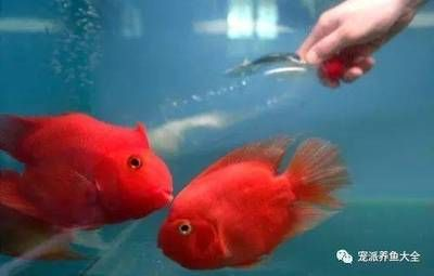 大礦泉水瓶子做魚缸：大礦泉水瓶子可以被改造成魚缸