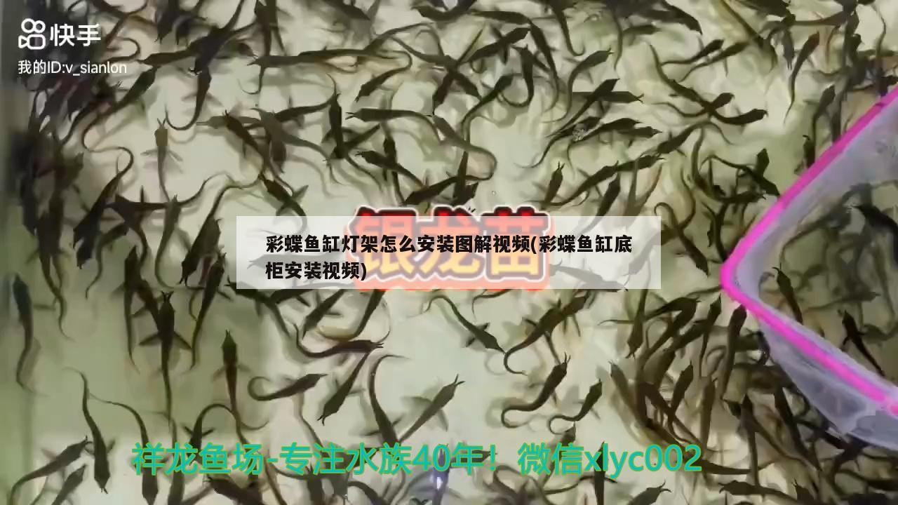 自制魚缸底濾器：打造高效、經濟的魚缸底濾系統魚缸底濾器，自制魚缸底濾器視頻教學：打造高效、經濟的魚缸底濾器