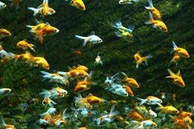 紅龍魚 溫度：紅龍魚冬季保溫技巧紅龍魚水溫監控設備推薦