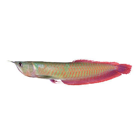 紅龍狀態(tài)不佳 紅龍魚百科 第2張 紅龍狀態(tài)不佳 紅龍狀態(tài)不佳 紅龍魚百科 第2張