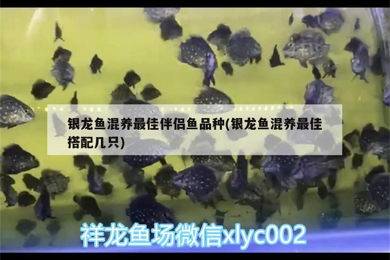 銀龍魚混養最佳伴侶魚品種(銀龍魚混養最佳搭配幾只)