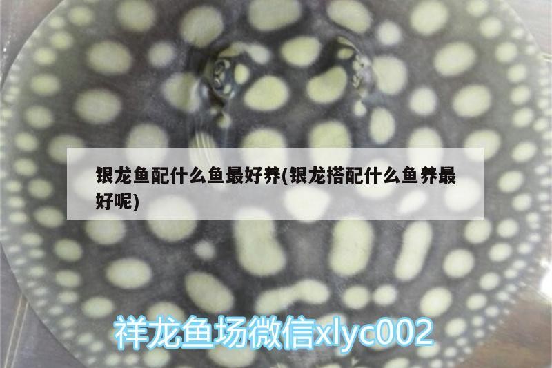 銀龍魚配什么魚最好養(銀龍搭配什么魚養最好呢)