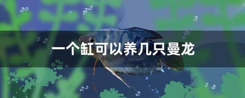 一個缸可以養(yǎng)幾只曼龍