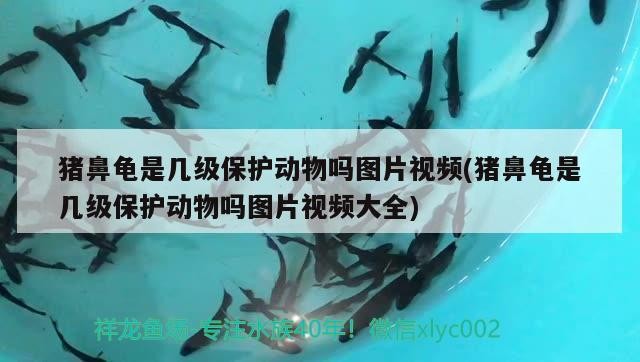 豬鼻龜是幾級保護動物嗎圖片視頻(豬鼻龜是幾級保護動物嗎圖片視頻大全)