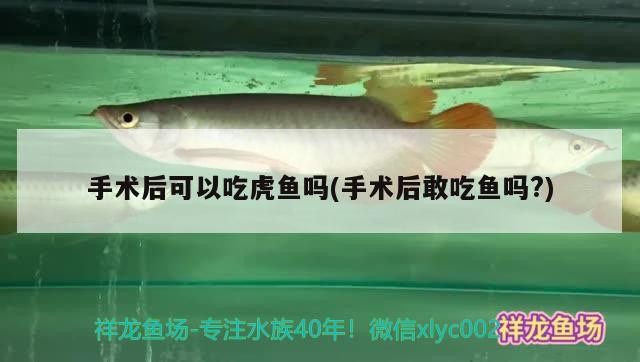 手術后可以吃虎魚嗎(手術后敢吃魚嗎?)