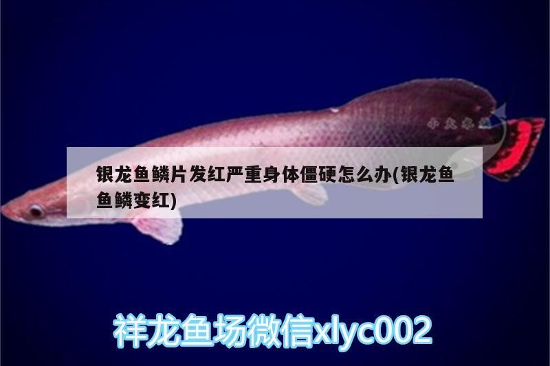 銀龍魚鱗片發紅嚴重身體僵硬怎么辦(銀龍魚魚鱗變紅)