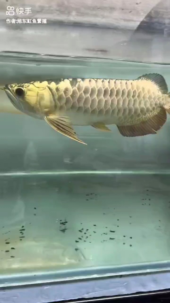 又入龍坑了