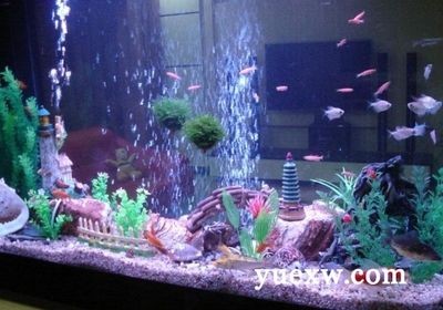 超市魚缸魚能活幾天：超市魚缸魚存活時(shí)間受多種因素影響超市魚缸魚的飼養(yǎng)技巧