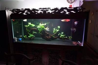 超市魚缸魚能活幾天：超市魚缸魚存活時(shí)間受多種因素影響超市魚缸魚的飼養(yǎng)技巧