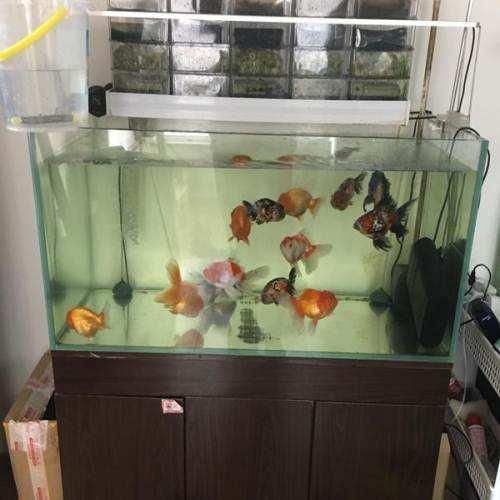 1.2米魚缸有多少升水：1.2米的魚缸可以容納約360升水，但實際使用中通常只有320升水