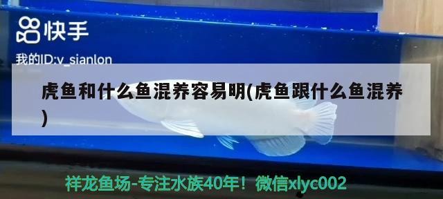 虎魚和什么魚混養容易明(虎魚跟什么魚混養)