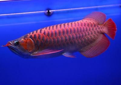 紅龍魚去哪里買便宜又好養的：如何選擇紅龍魚