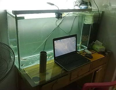 森森XLX硝化菌XLM水質安定劑（森森水質安定劑在魚缸里的作用）
