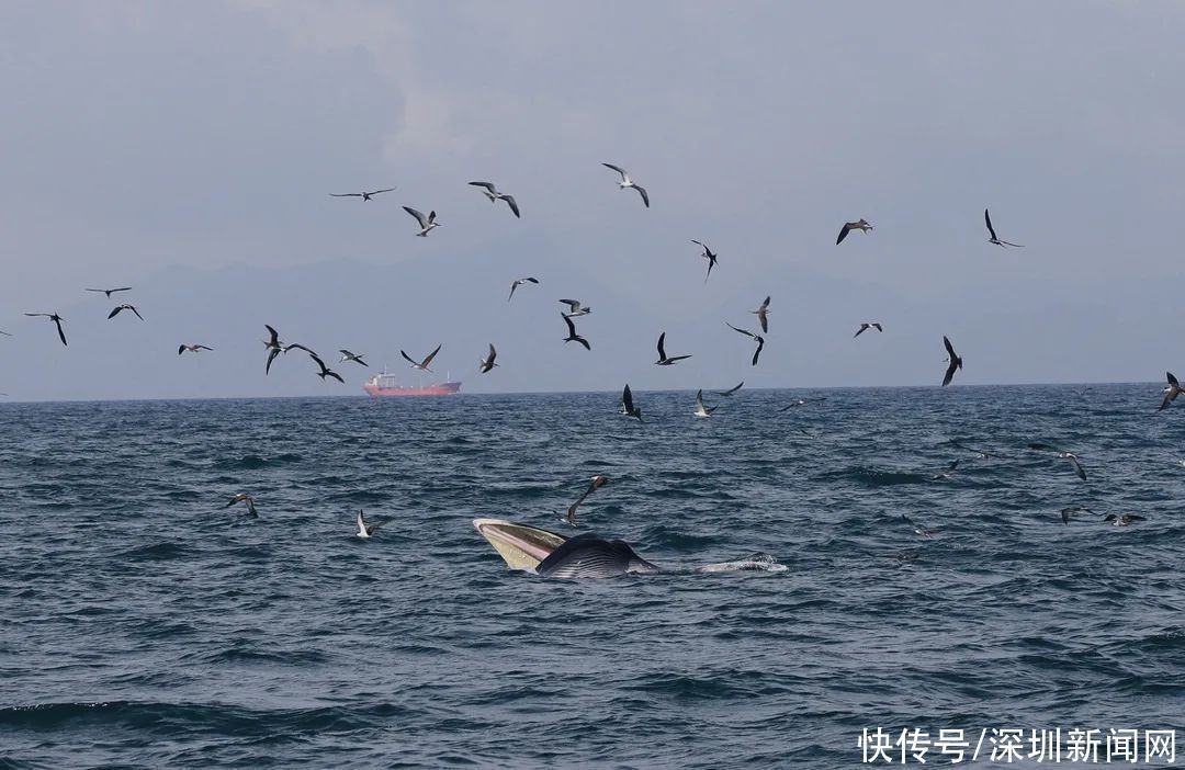 小虎魚側(cè)躺在魚缸底腮還在動還能恢復(fù)過來么？