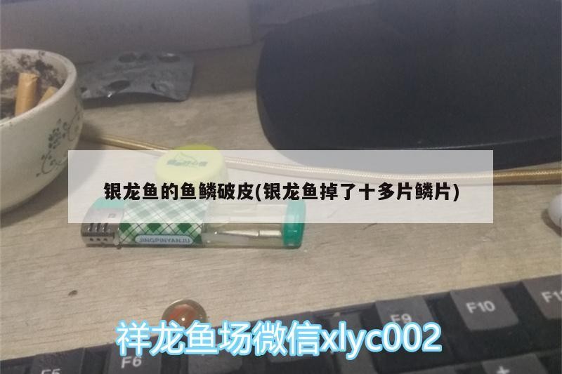 給我一份徐聞龍魚的價格對比表，徐聞地區龍魚價格對比表