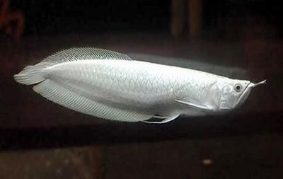金龍魚和白龍魚哪個好養