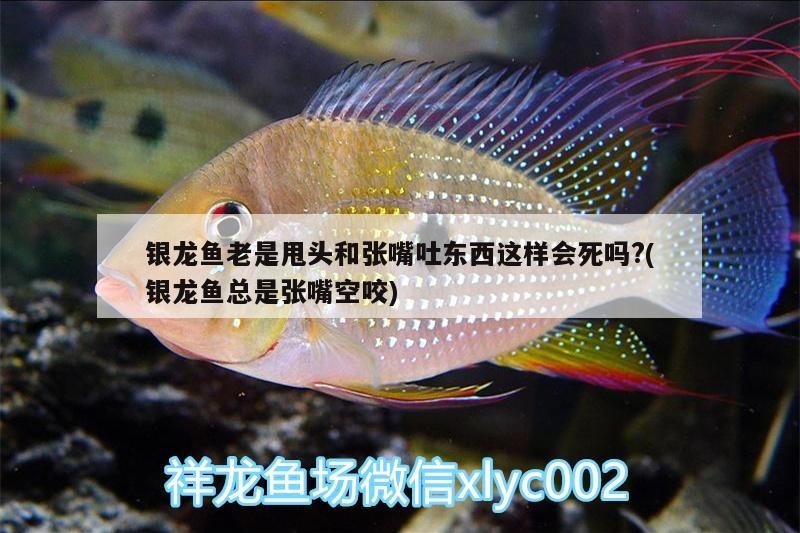 斗魚缸造景 好不好用：斗魚缸造景的創意靈感