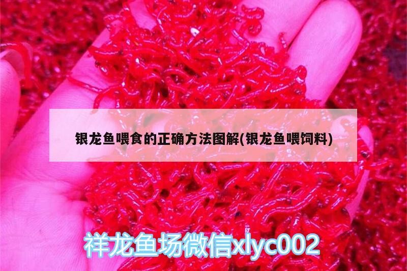 銀龍魚喂食的正確方法圖解(銀龍魚喂飼料)