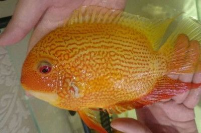 噴點菠蘿魚常見病：噴點菠蘿魚常見病的預防措施