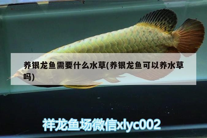養銀龍魚需要什么水草(養銀龍魚可以養水草嗎)