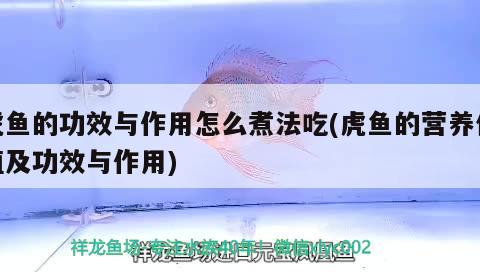 虎魚(yú)的功效與作用怎么煮法吃(虎魚(yú)的營(yíng)養(yǎng)價(jià)值及功效與作用)