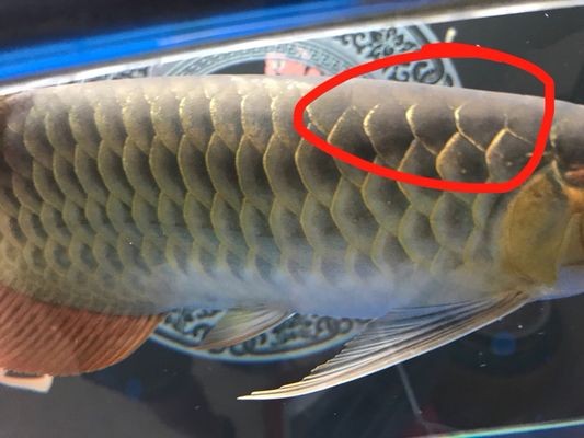 紅龍魚顏色變淡怎么辦：紅龍魚顏色變淡可能是由于環(huán)境因素、飲食不當(dāng)或疾病等原因造成的