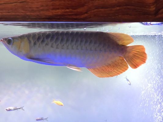 紅龍魚顏色變淡怎么辦：紅龍魚顏色變淡可能是由于環(huán)境因素、飲食不當(dāng)或疾病等原因造成的