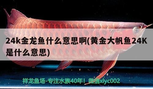 24k金龍魚什么意思啊(黃金大帆魚24K是什么意思) 24k金龍魚什么意思啊(黃金大帆魚24K是什么意思) 紅龍魚百科