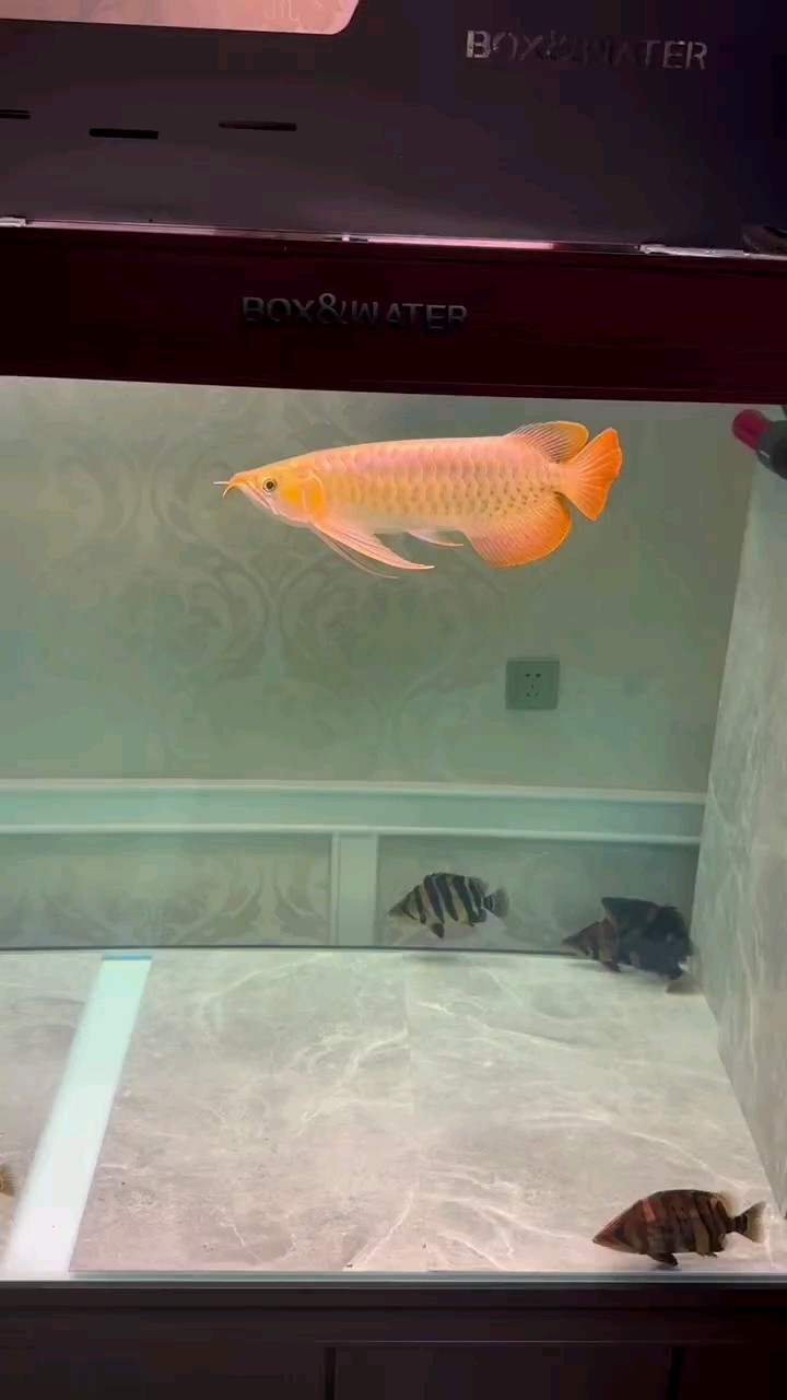 完美的小紅龍