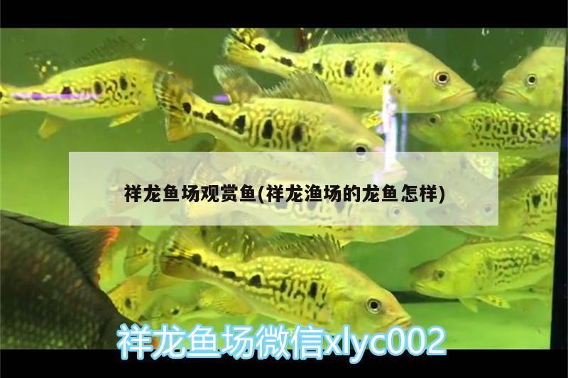 祥龍魚場(chǎng)觀賞魚(祥龍漁場(chǎng)的龍魚怎樣)