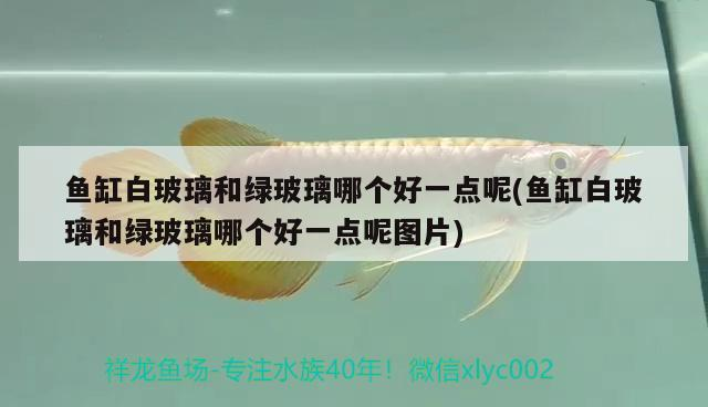魚缸白玻璃和綠玻璃哪個好一點呢(魚缸白玻璃和綠玻璃哪個好一點呢圖片)