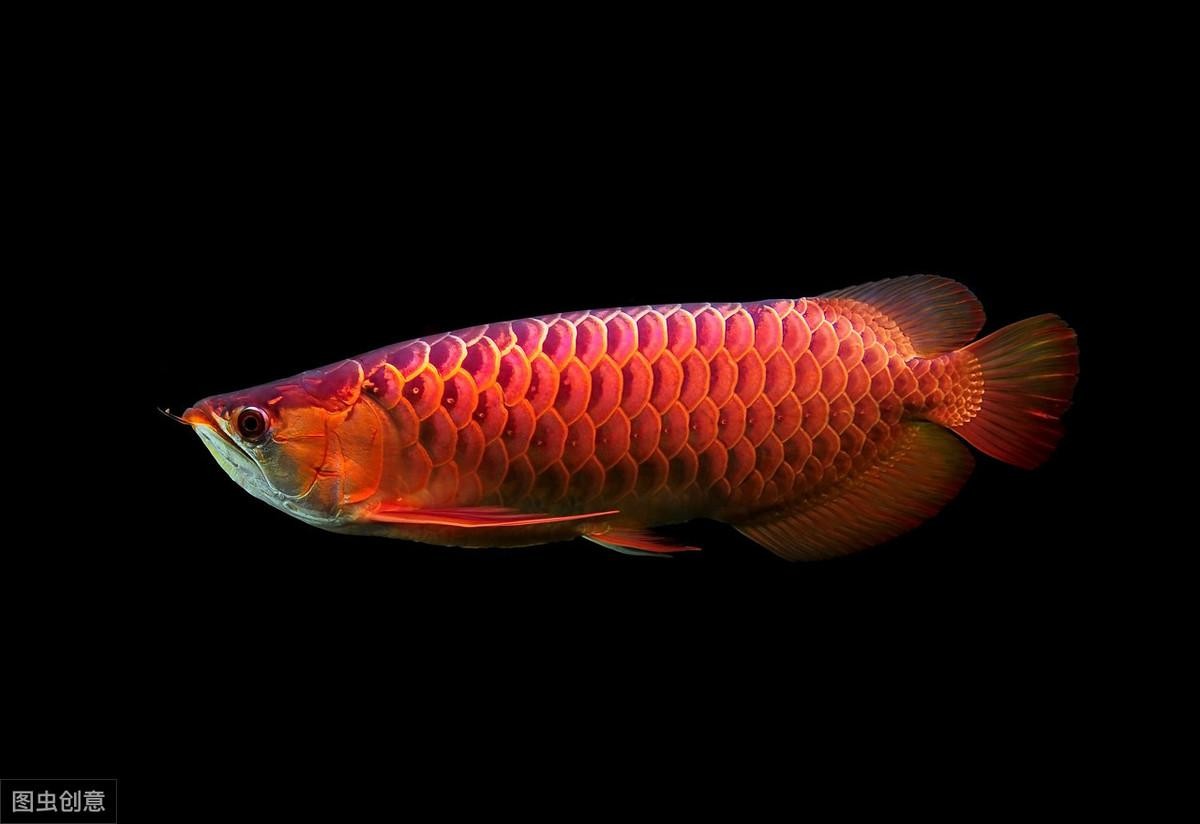 印尼血紅龍發色過程 印尼血紅龍發色過程 觀賞魚百科