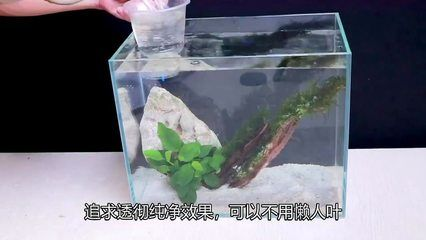 最近老愛趴缸還有掉眼越來越嚴重了