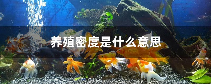 養殖密度是什么意思