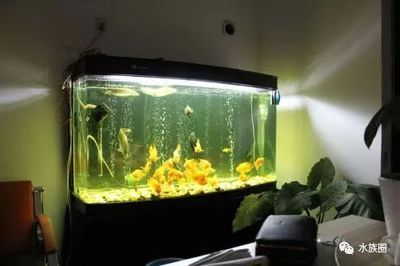 龍魚的主食就喂大麥蟲不喂別的行不行？，水族館的龍魚主食是人工飼料，包括顆粒狀、片狀和粉狀等不同形態(tài)