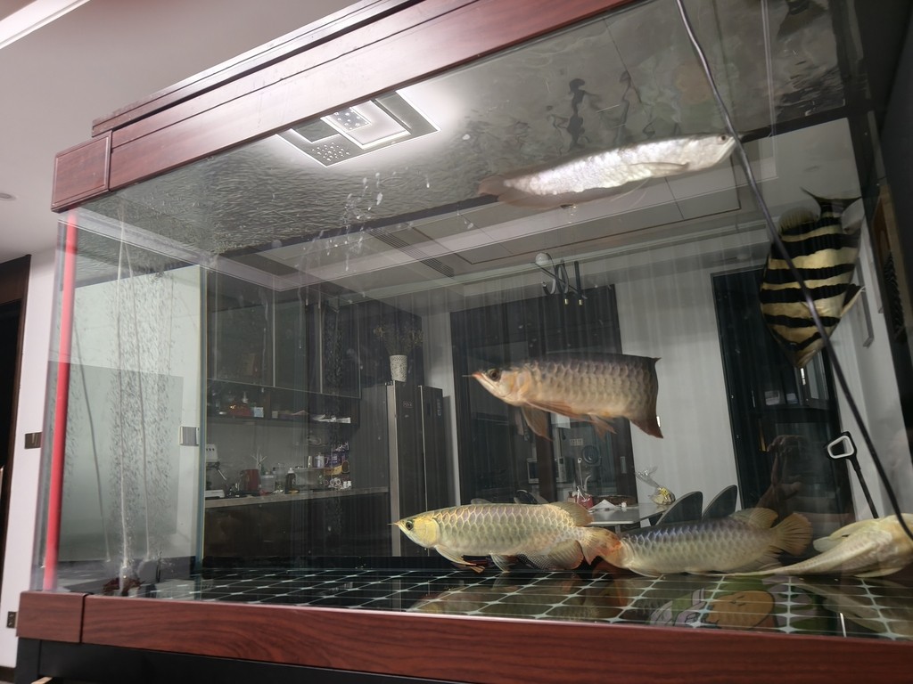 魚都困了 魚都困了 龍魚論壇