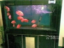 處理二手魚缸9成新魚缸魚缸二手：二手魚缸如何處理？