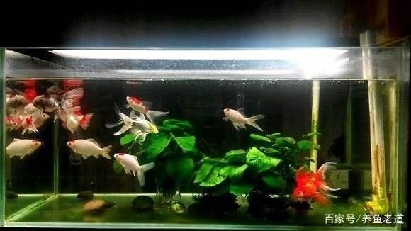 草金魚(yú)適合什么魚(yú)缸：草金魚(yú)適合家庭飼養(yǎng)的觀賞魚(yú)，適合家庭飼養(yǎng)的觀賞魚(yú)