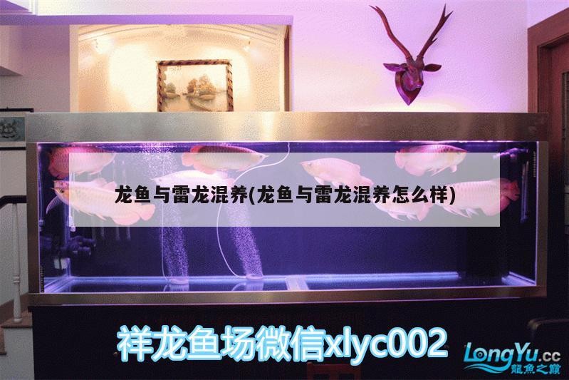 龍魚與雷龍混養(龍魚與雷龍混養怎么樣)