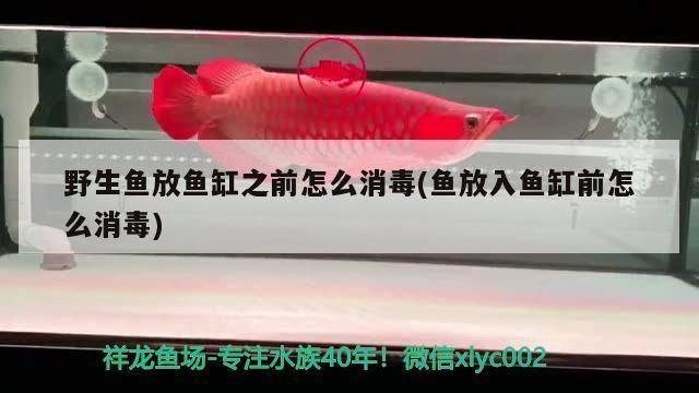 怎么挑選小紅龍魚：印尼紅龍魚飼養(yǎng)環(huán)境要求小紅龍魚日常護理技巧