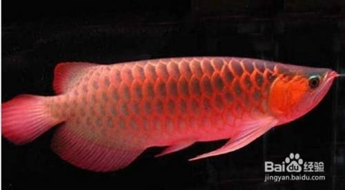 怎么挑選小紅龍魚：印尼紅龍魚飼養(yǎng)環(huán)境要求小紅龍魚日常護理技巧