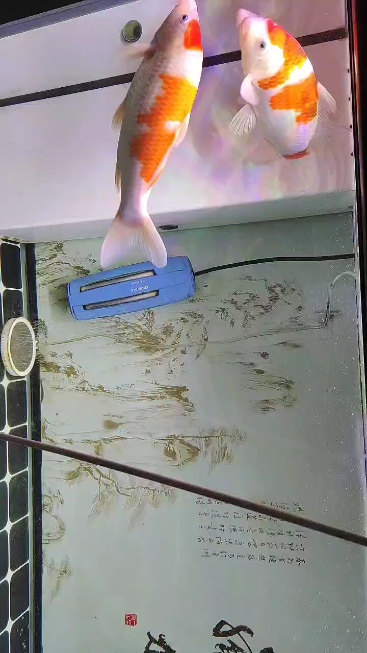 到家的時候紅白和葡衣，昭和一樣大，9個月過去了，昭和基本上沒有長，但其他的已經(jīng)快有兩個昭和大了，為什么呢？