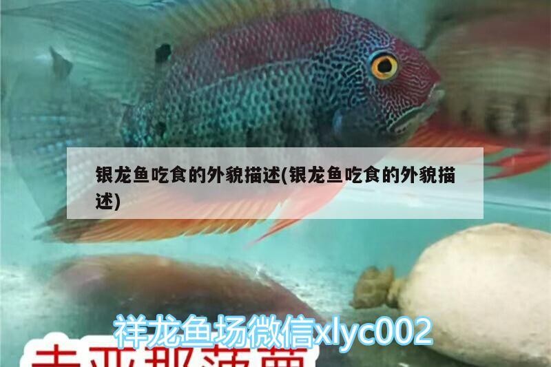 銀龍魚吃食的外貌描述(銀龍魚吃食的外貌描述)