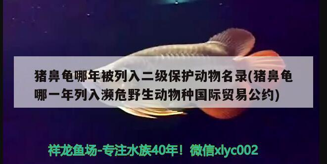 豬鼻龜屬幾級保護動物(豬鼻龜屬幾級保護動物?)