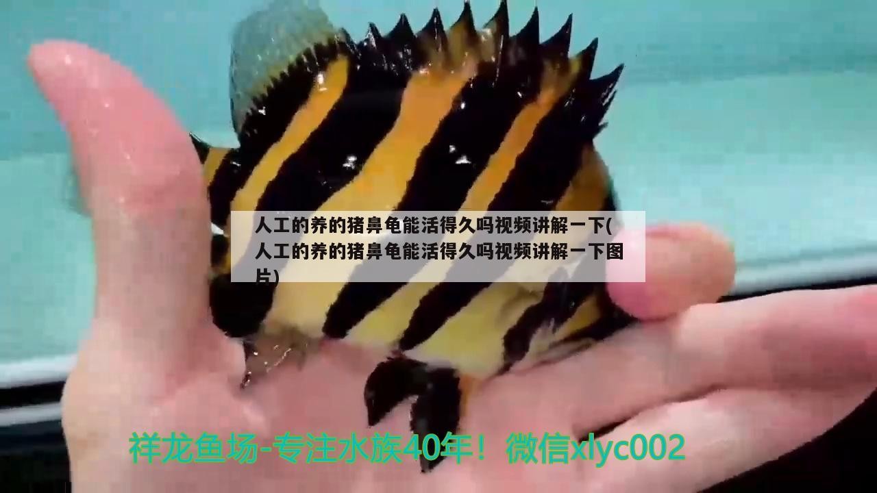 人工的養的豬鼻龜能活得久嗎視頻講解一下(人工的養的豬鼻龜能活得久嗎視頻講解一下圖片)