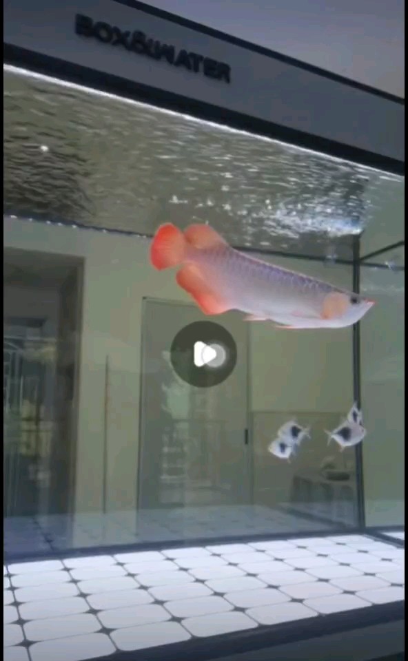 準備入手這條魚